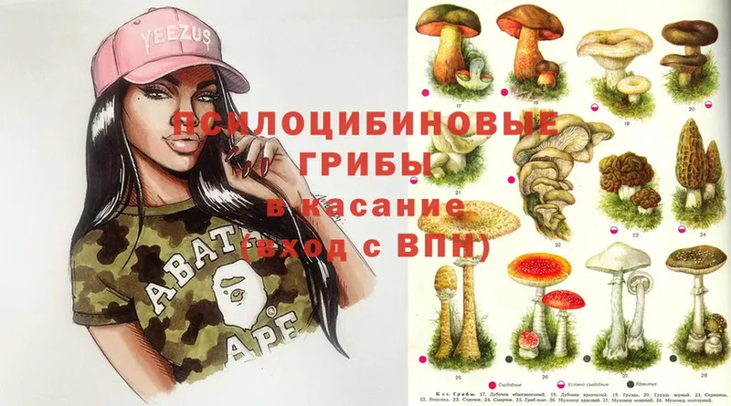 Галлюциногенные грибы Psilocybine cubensis  Борисоглебск 